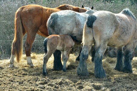 Pasture coupling paddock