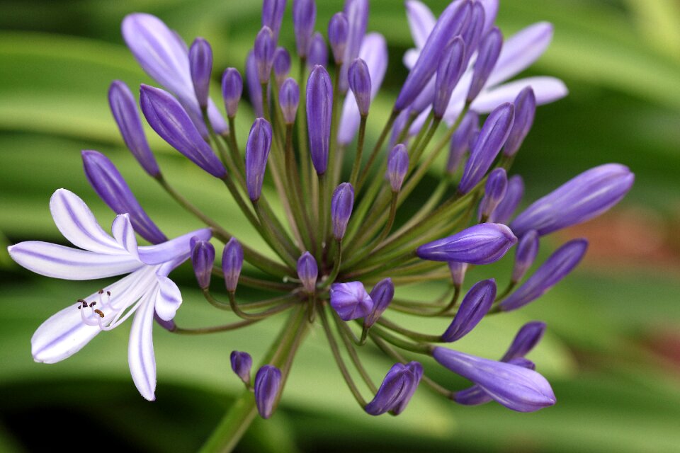 Blue flower exotic spain