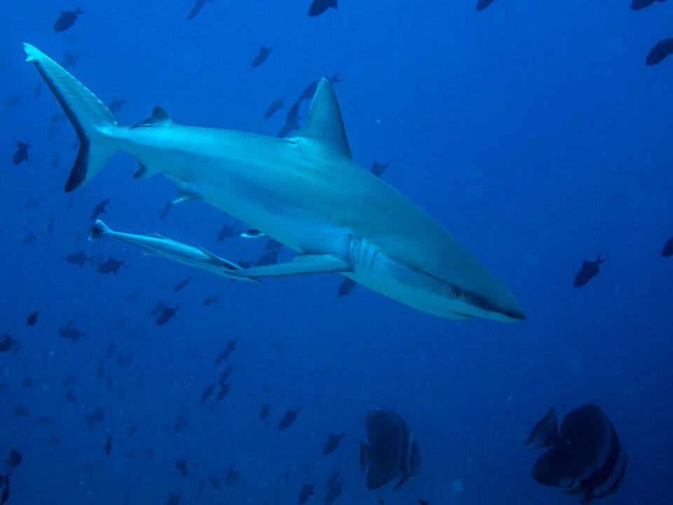 Underwater blue fish