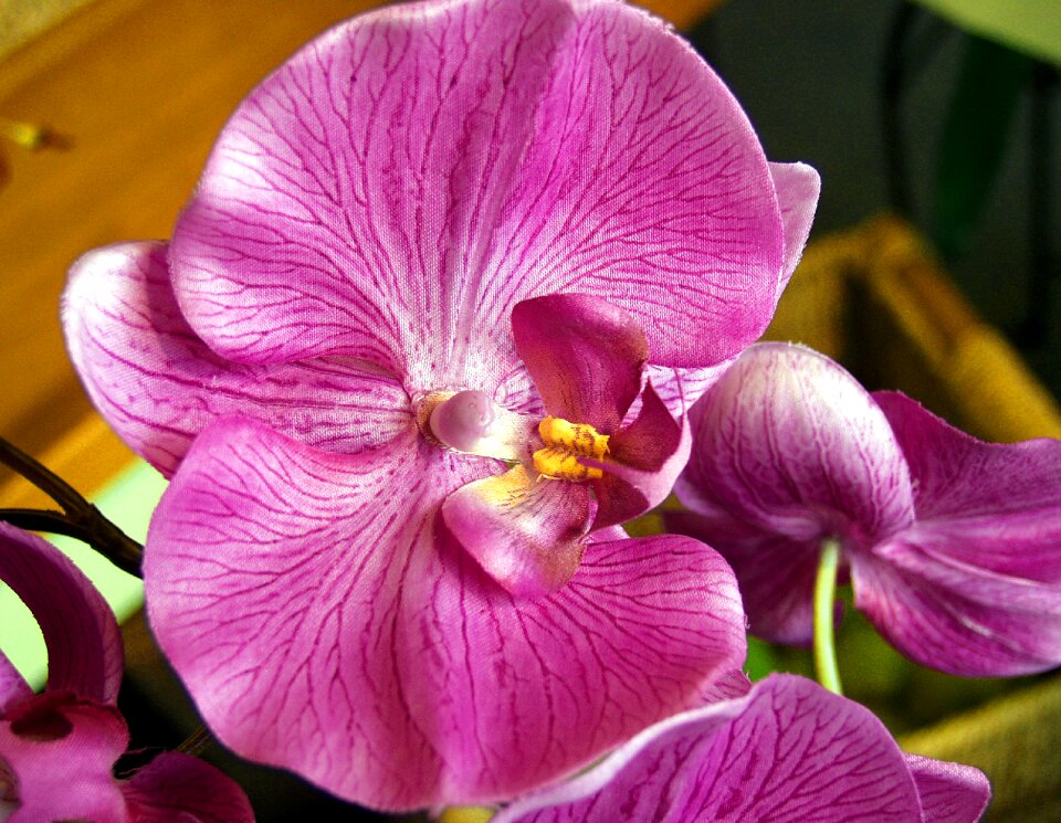 Floral nature plant