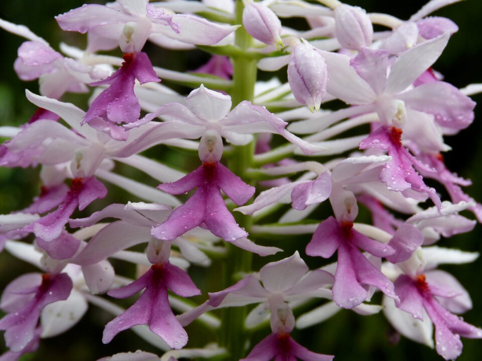Bloom plant tropical