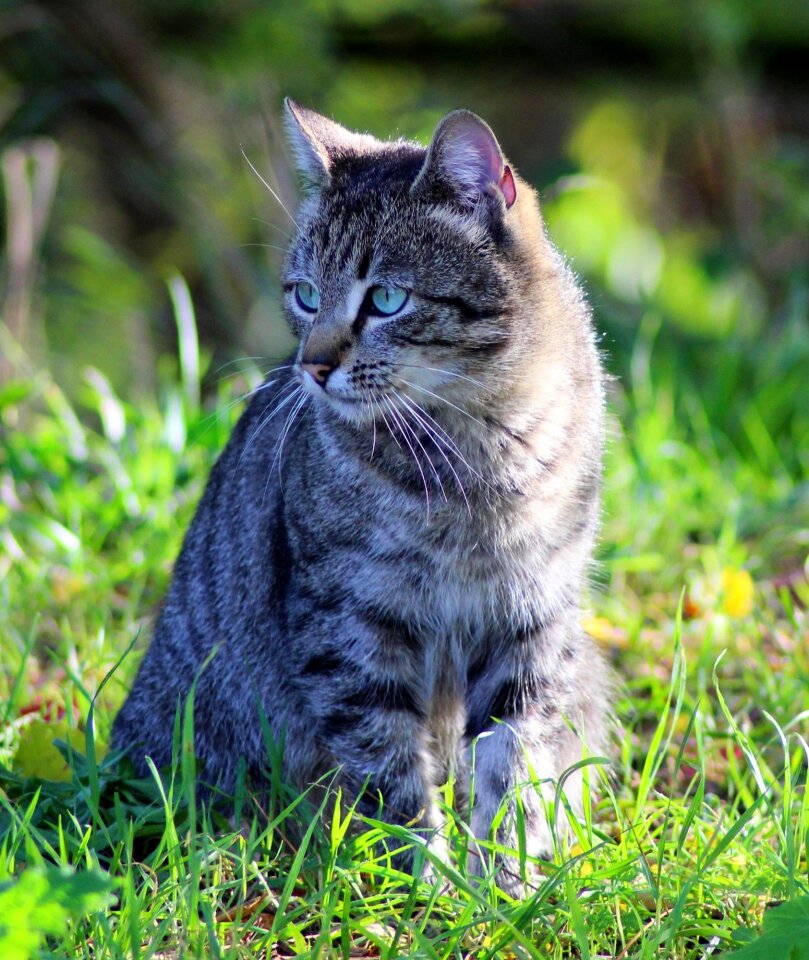 Domestic animal green grass outdoor