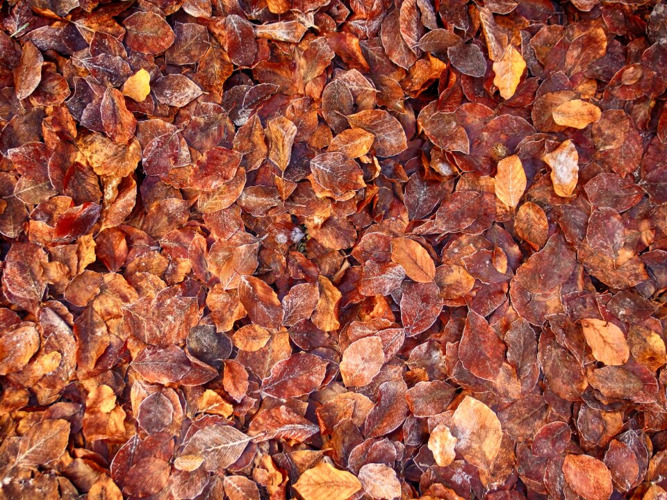 Leaves winter leaf dry leaf