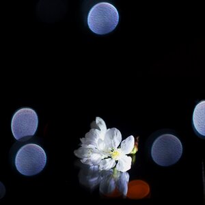 Reflection barborka christmas flower