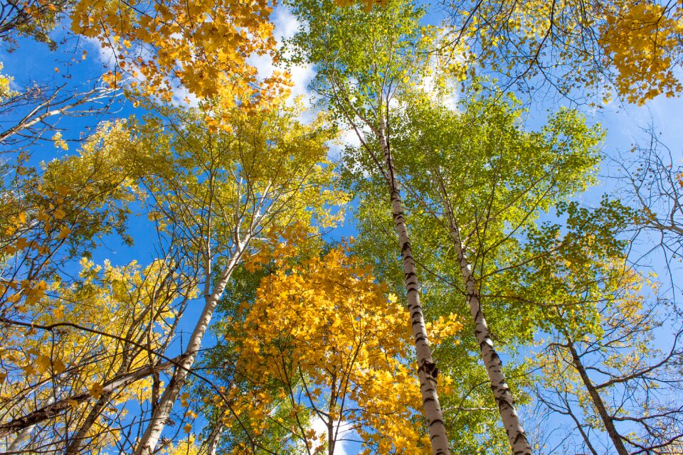 Forest autumn nature autumn forest