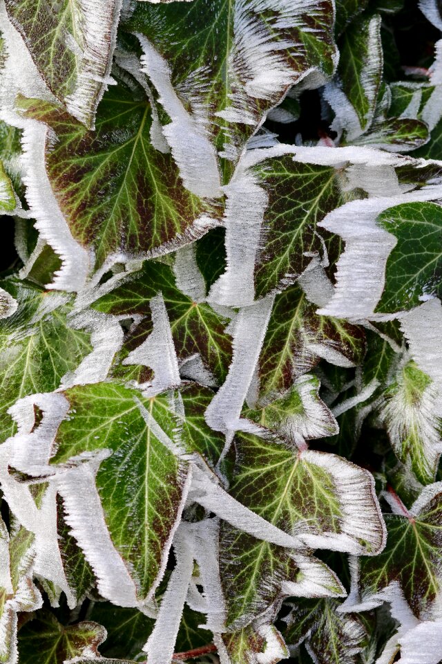 Ivy eiskristalle frozen
