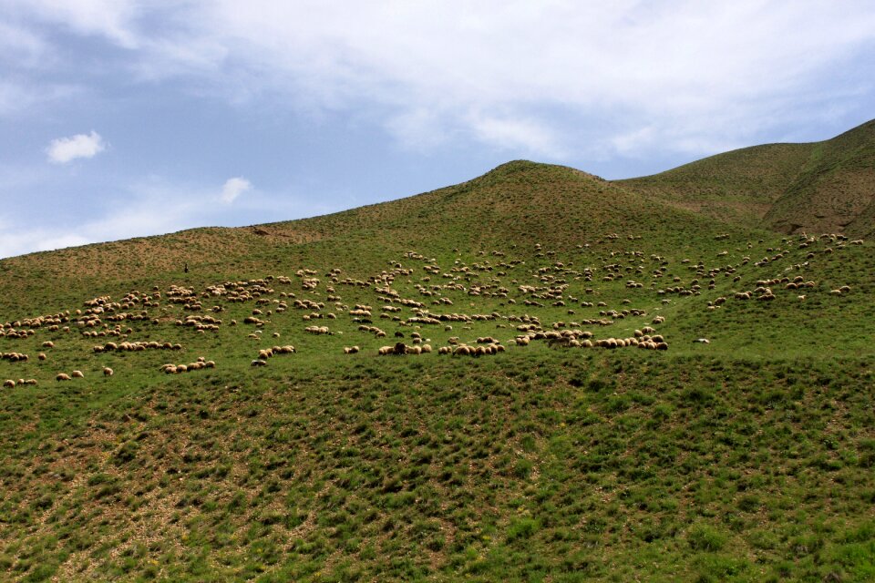 Grassland green rocky