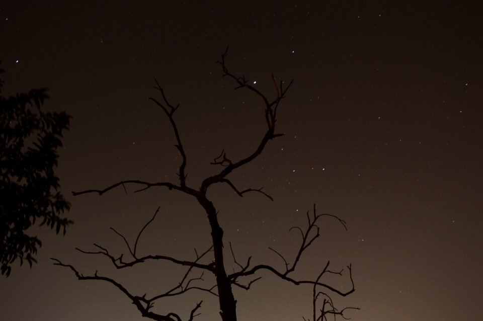 Tree long exposure