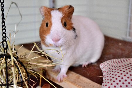 Animal pet cute