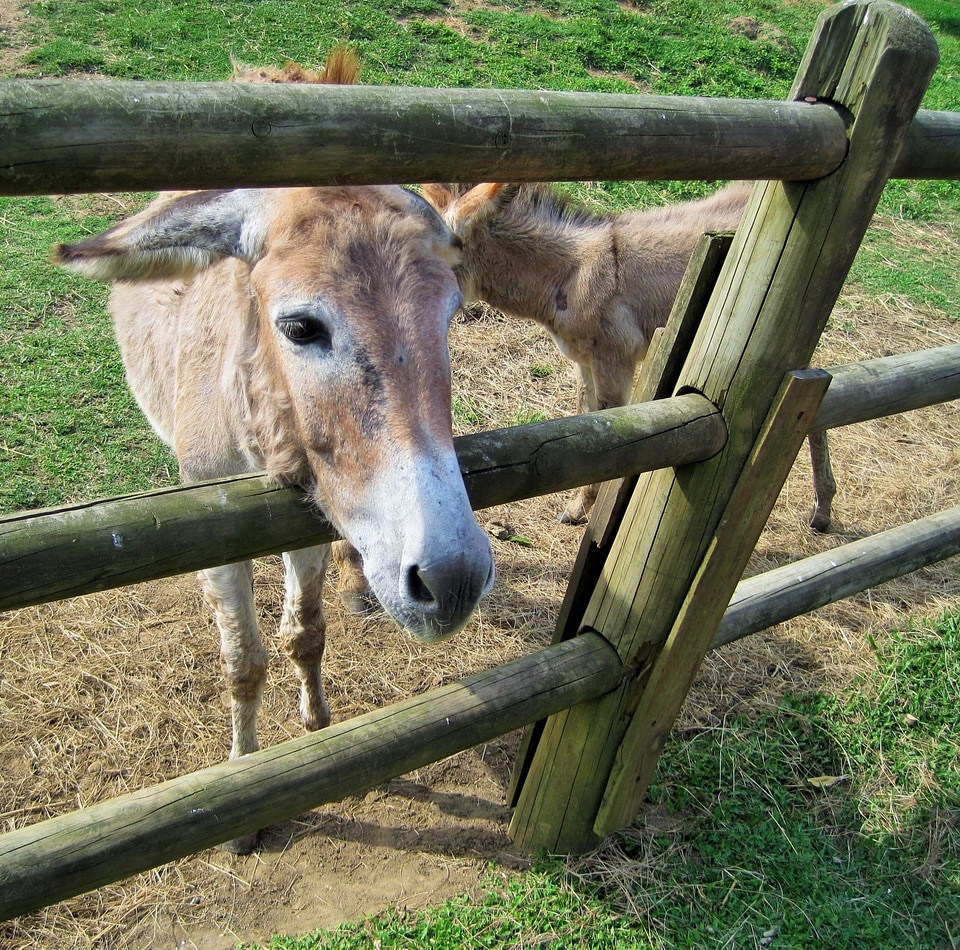 Face curious mammal