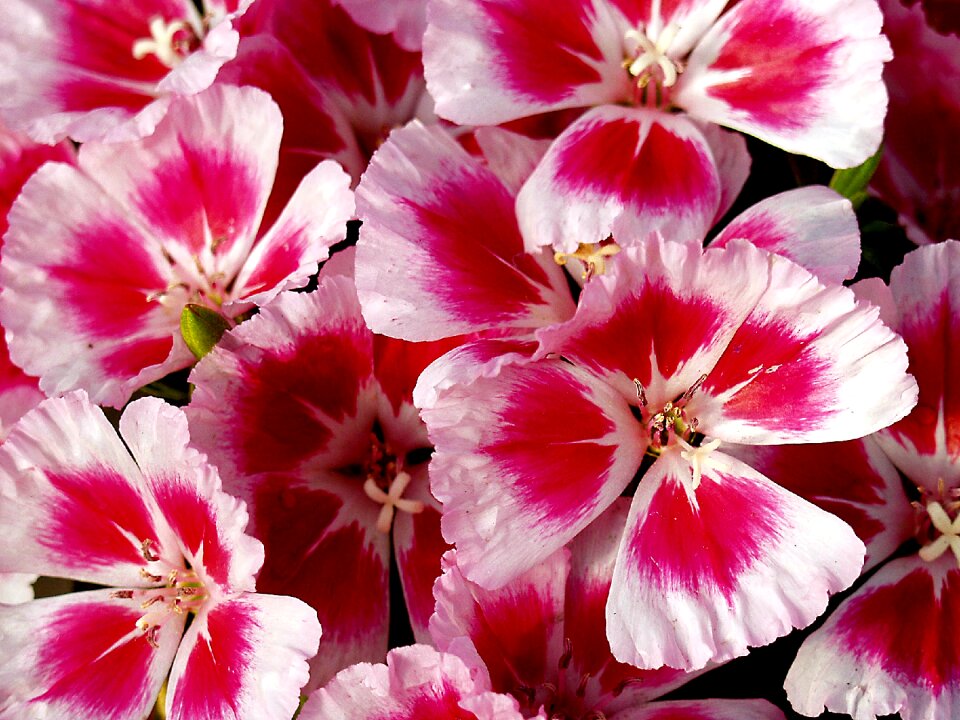 Nature floral plant