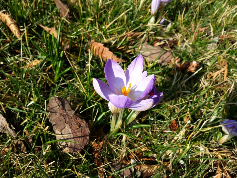 Meadow flower blooming