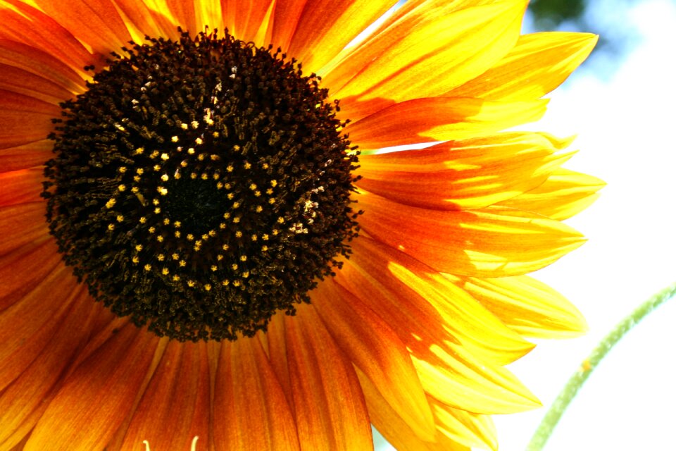 Floral garden