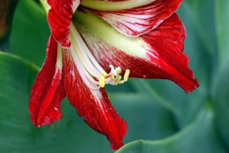 Stamens bar inside a flower
