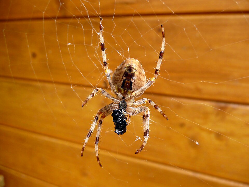 Close up web animal world