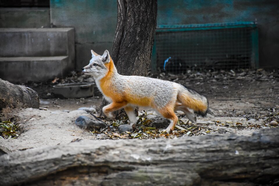 Zoo red fur gray fur