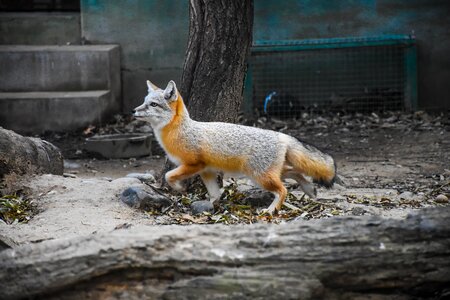 Zoo red fur gray fur