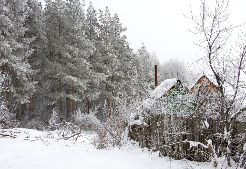 Forest house pine