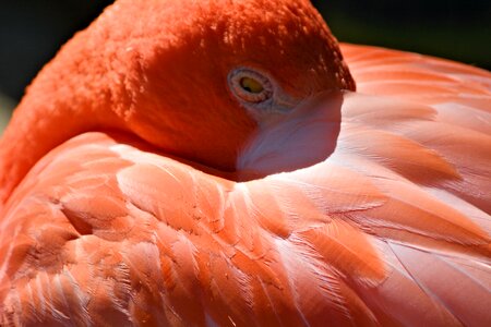 Bird sleepy