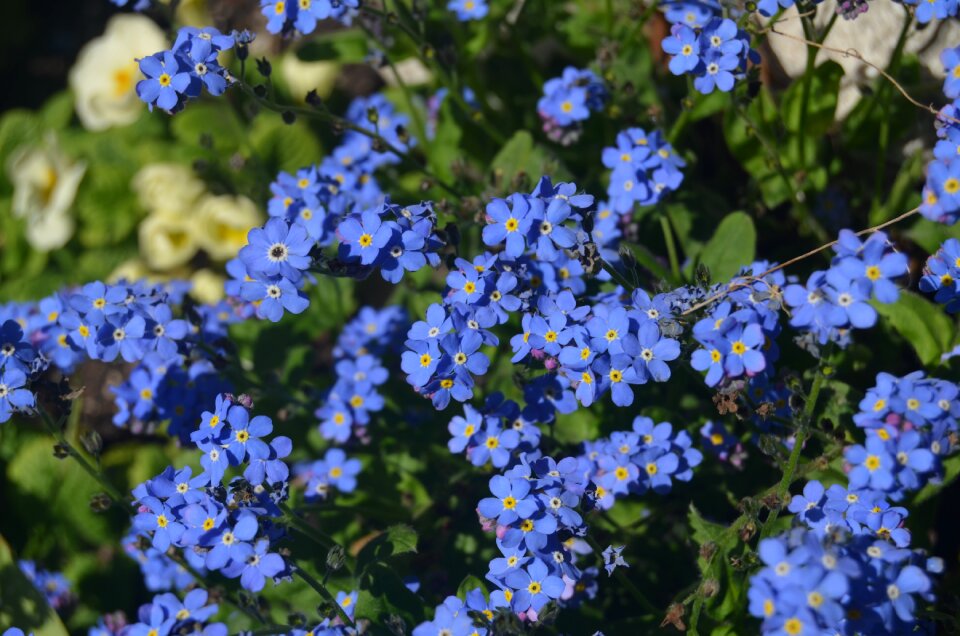 Blue spring nature photo