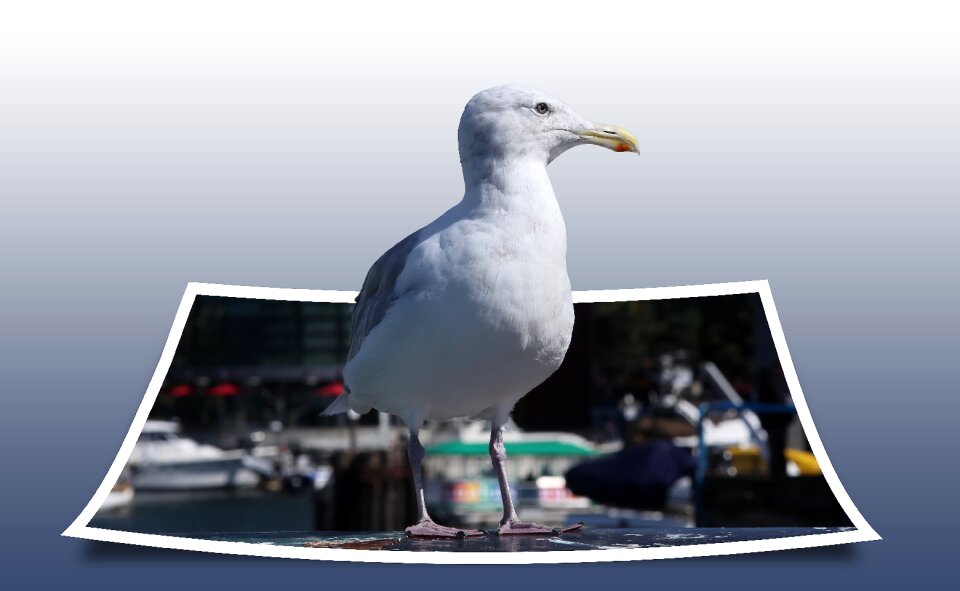 Bird polaroid isolated