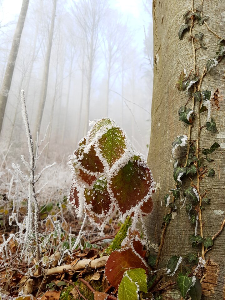 Leaf plant forest