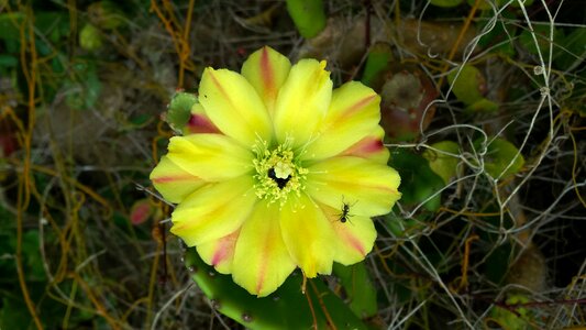 Cactus nature ant