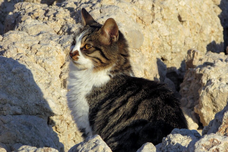 Animal cute outdoor