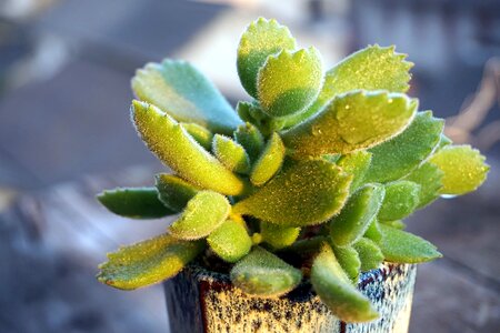 Rare juicy potted flowers