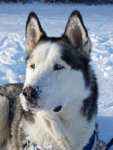 Snow dog blue eye white photo