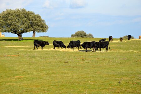 Bulls salamanca animal husbandry