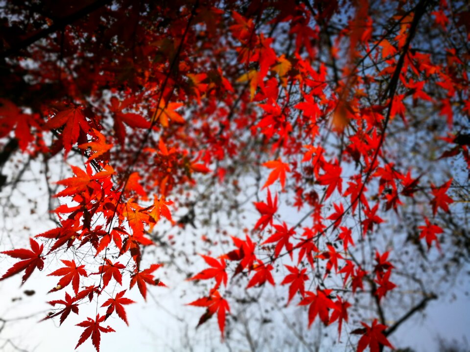 Red leaves the leaves autumn