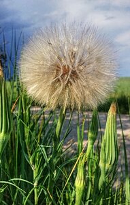 Dandelion the beauty of the ball