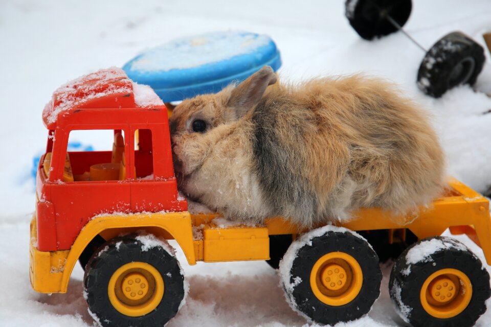 Animal sulfur rabbit pets