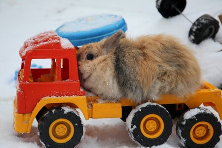 Animal sulfur rabbit pets photo