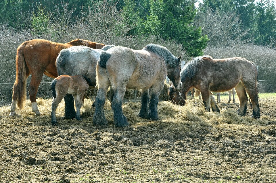 Pasture paddock flock