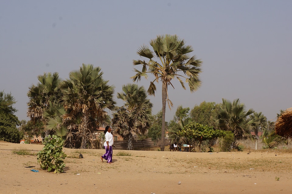 African background tree
