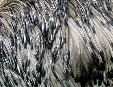 Feathered race animal they are a dromaius