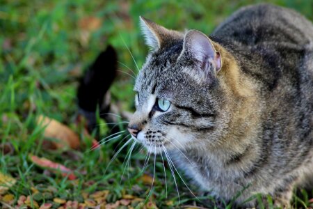 Feline domestic animal green grass