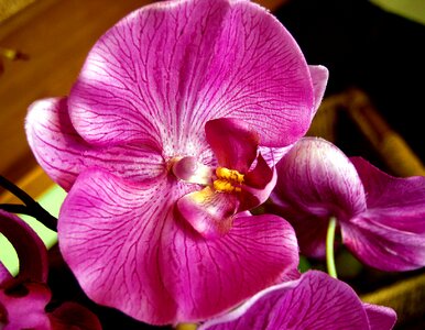 Flower floral exotic