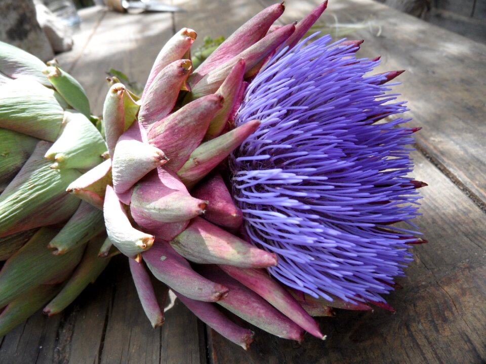 Plant violet vegetables