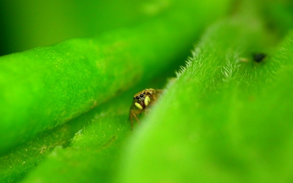Insect nature garden