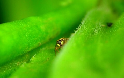 Insect nature garden