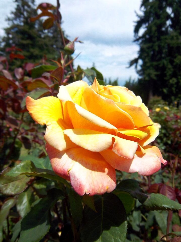 Portland rose garden garden floral