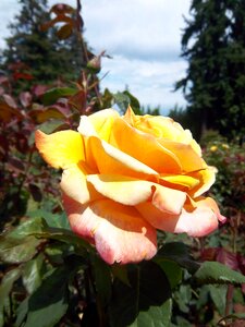 Portland rose garden garden floral