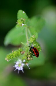 Gendarme bug garden