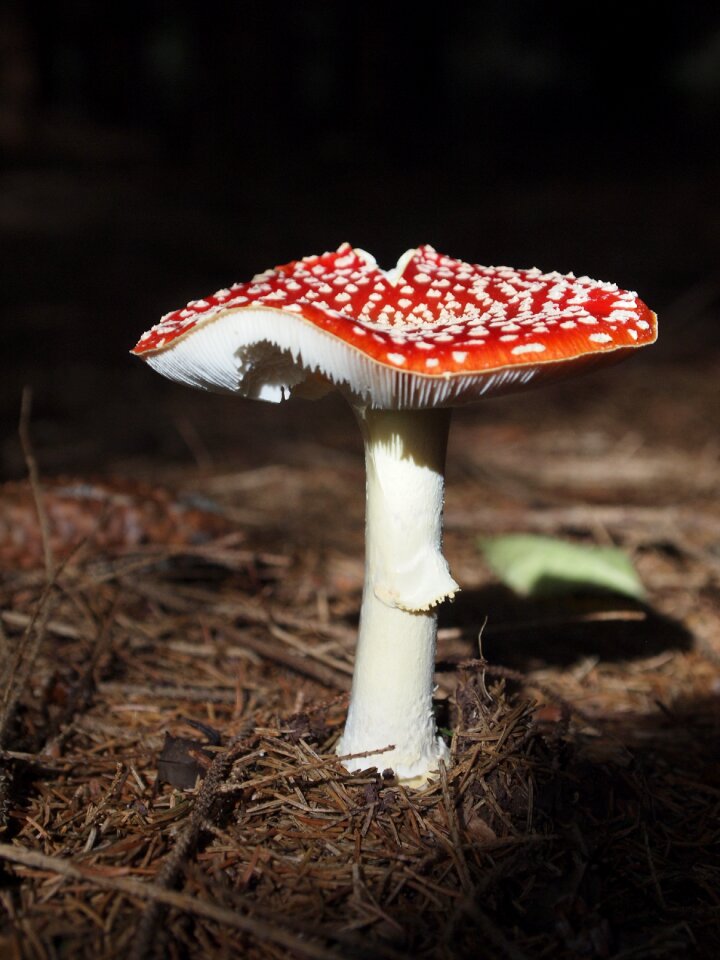 Forest forest mushroom autumn