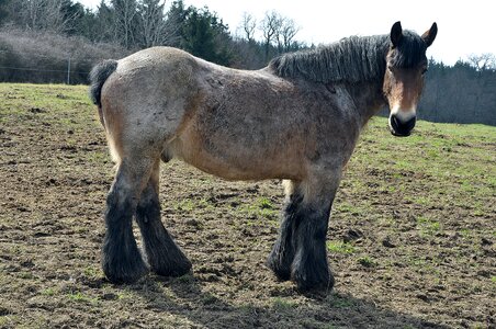 Pasture animal ride