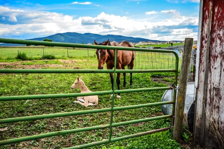 Farm country mare photo