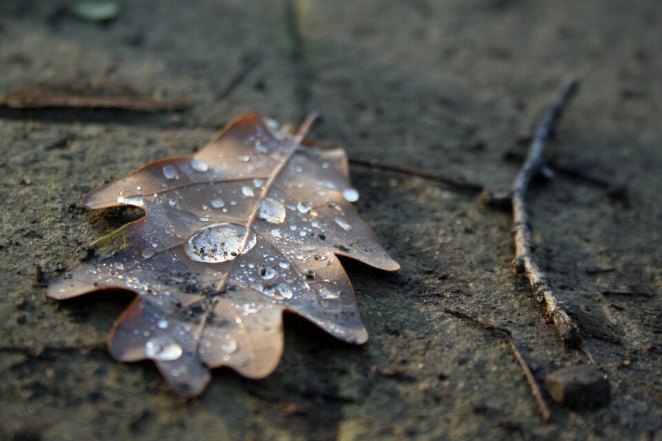 Autumn woods brown sadness